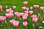 Rosa Tulpen in der Boston Public Garden, Boston, Massachusetts, USA