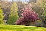 Cherry Blossoms in Arnold Arboretum, Jamaica Plain, Boston, Massachusetts, USA
