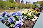 Petunia flowers at the Frog Pond in Boston Common, Boston, Massachusetts, USA