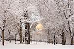 Schneebedeckte Bäume vor einem Regierungsgebäude, Boston Common, Massachusetts State Capitol, Boston, Massachusetts, USA