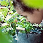 Little girl smelling basil plant