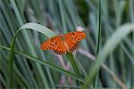 Gulf fritillary butterfly on blade of grass