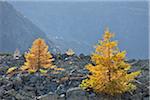 Larch Trees, Albula Pass, Engadin, Canton of Graubunden, Switzerland