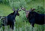 Moose, Yellowstone National Park, Wyoming, USA