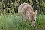 Portrait de Coyote, Parc National de Yellowstone, Wyoming, USA