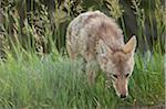 Portrait of Coyote, Yellowstone National Park, Wyoming, USA