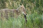 Coyote with Prey, Yellowstone National Park, Wyoming, USA