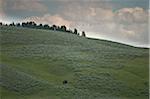 Bison on Hillside, Yellowstone National Park, Wyoming, USA