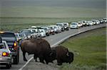 Buffalo verursacht Stau, Yellowstone Nationalpark, Wyoming, USA