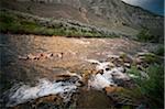 People Swimming in River, Yellowstone National Park, Wyoming, USA