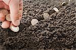 Man planting Euro coins in soil