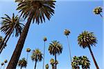 Palm Trees in Beverly Hills, Los Angeles, California, USA