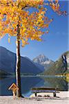 Bench and Wooden Cross by Poplar Tree in Autumn, Plansee, Tyrol, Austria