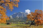 Zugspitze Mountain Range and Maple Trees in Autumn, Lermoos, Tyrol, Alps, Austria