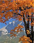 Maple Tree in front of Zugspitze Mountain Range in Autumn, Lermoos, Tyrol, Austria