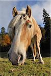 Close-Up Portrait of Horse, Elmau, Krun, Bavaria, Germany