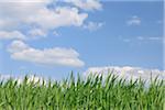 Grain Field, Reinheim, Darmstadt-Dieburg, Hesse, Germany