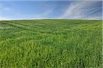 Grain Field, Edertal, Hesse, Germany