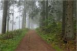 Chemin d'accès, forêt noire, Bade-Wurtemberg, Allemagne