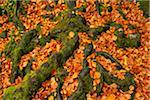 Tree Roots and Leaves, Triberg im Schwarzwald, Schwarzwald-Baar, Black Forest, Baden-Wurttemberg, Germany