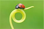 Sieben Spot Ladybird auf Ranke