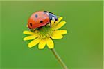 Sept Spot coccinelle sur une fleur