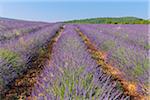 English Lavender Field, Vaucluse, Alpes-de-Haute-Provence, Provence-Alpes-Cote d´Azur, Provence, France