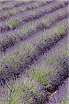 English Lavender Field, Vaucluse, Alpes-de-Haute-Provence, Provence-Alpes-Cote d´Azur, Provence, France