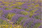 Englische Lavendelfeld mit gelben Blüten, Vaucluse, Alpes-de-Haute-Provence Alpes-de-Haute-Provence-Alpes-Cote d Azur, Provence, Frankreich