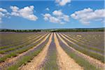 English Lavender Field, Vaucluse, Alpes-de-Haute-Provence, Provence-Alpes-Cote d´Azur, Provence, France