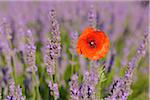 Nahaufnahme der Klatschmohn in Lavendel Feld, Valensole Plateau, Alpes-de-Haute-Provence, Provence, Frankreich