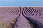 English Lavender Field, Valensole, Valensole Plateau, Alpes-de-Haute-Provence, Provence-Alpes-Cote d´Azur, Provence, France