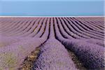 Français champ lavande, Valensole, Plateau de Valensole, Alpes-de-Haute-Provence, Provence-Alpes-Cote d Azur, Provence, France