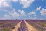 English Lavender Field, Valensole, Valensole Plateau, Alpes-de-Haute-Provence, Provence-Alpes-Cote d´Azur, Provence, France