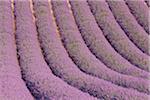 English Lavender Field, Valensole, Valensole Plateau, Alpes-de-Haute-Provence, Provence-Alpes-Cote d´Azur, Provence, France