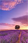 Tree in Lavender Field at Sunset, Valensole Plateau, Alpes-de-Haute-Provence, Provence-Alpes-Cote d´Azur, Provence, France