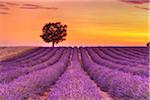 Tree in Lavender Field at Sunset, Valensole Plateau, Alpes-de-Haute-Provence, Provence-Alpes-Cote d´Azur, Provence, France