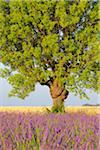 Nahaufnahme der Baum im Lavendelfeld, Valensole Plateau, Alpes-de-Haute-Provence Alpes-de-Haute-Provence-Alpes-Cote d Azur, Provence, Frankreich