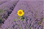 Nahaufnahme der Sonnenblume in Lavendel Feld, Valensole Plateau, Alpes-de-Haute-Provence, Provence, Frankreich