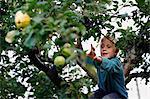 Junge Ernte Obst im Baum