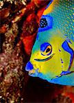 Neon goby cleans Queen angelfish