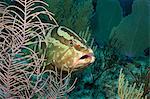 Wary Nassau grouper