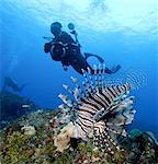 Photographer and Lionfish