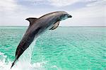 Grands dauphins sautant de mer