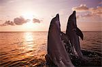 Bottlenose dolphins emerging from sea at sunset