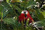 Two scarlet macaws in tree