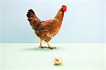 Poule marche passé golden egg, studio shot