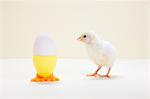 Chick looking at egg in eggcup, studio shot
