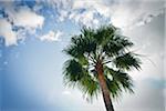 Palm Tree, Monaco, Cote d'Azur