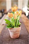 Tulipes sur Table, Ontario, Canada